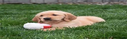 Golden Retriever dogs for sale: Gemma - Ad 2