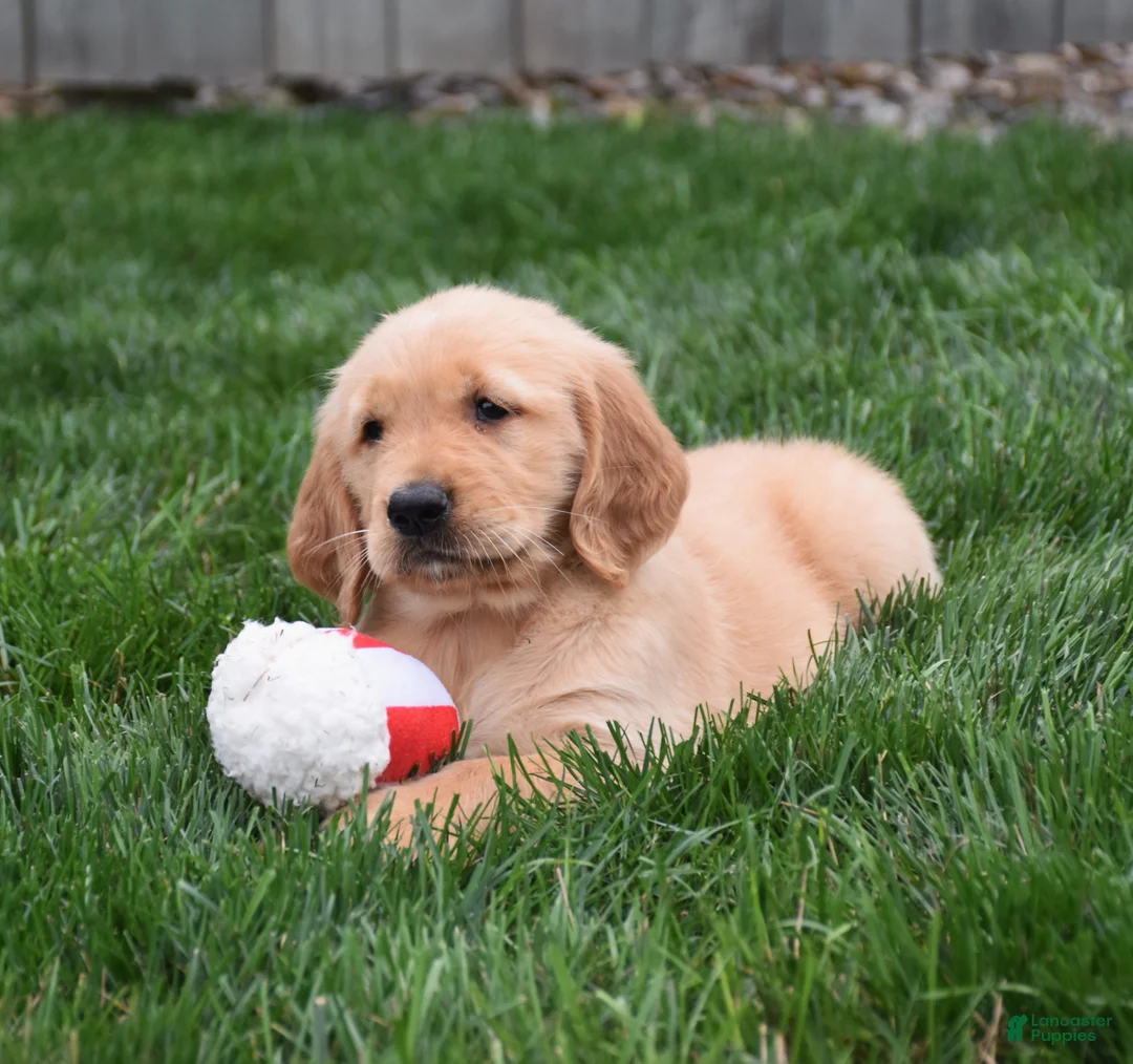 Golden Retriever dogs for sale: Gemma - Ad 2