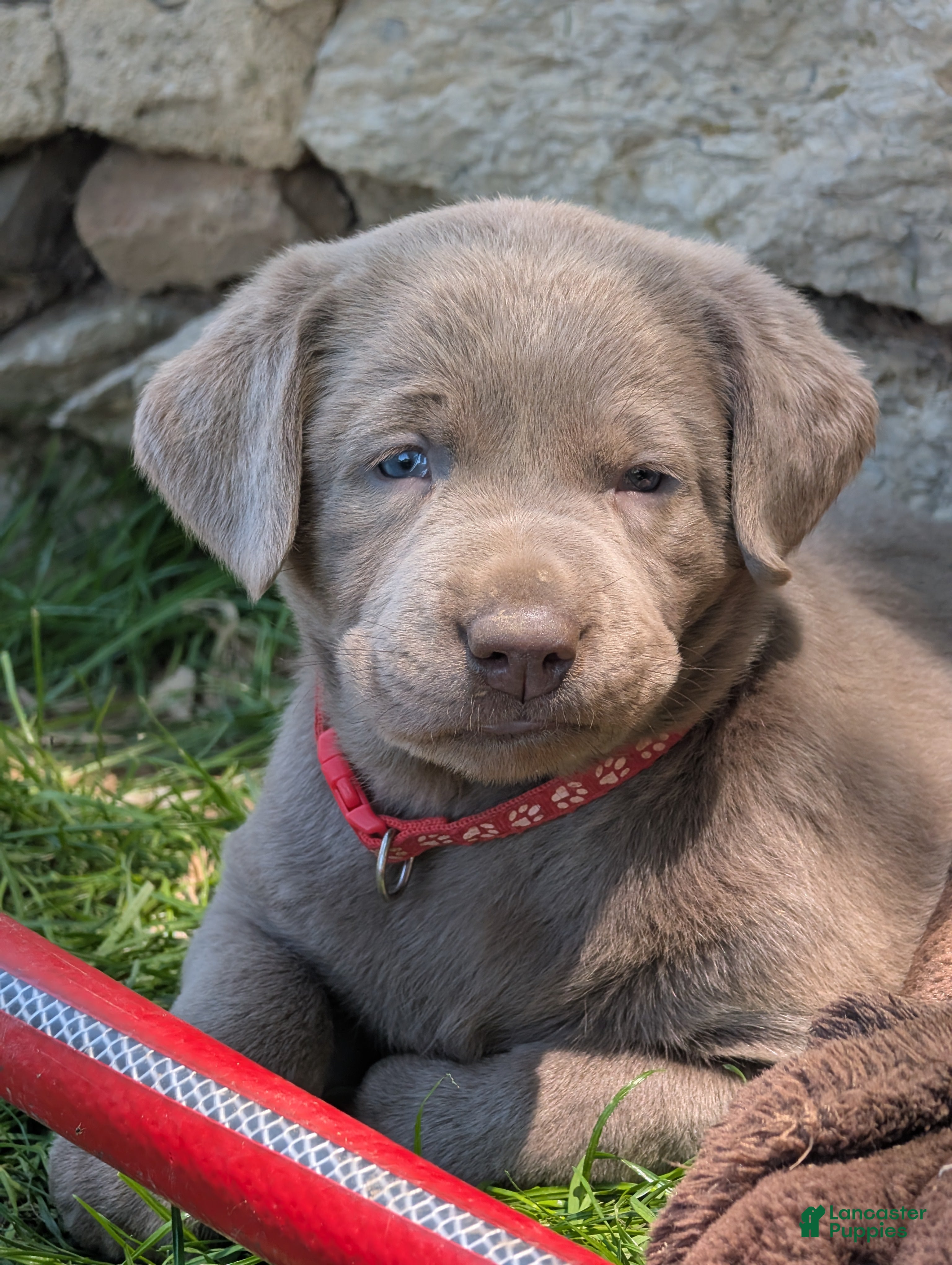 Labrador Retriever dogs for sale: Cherry - Ad 1