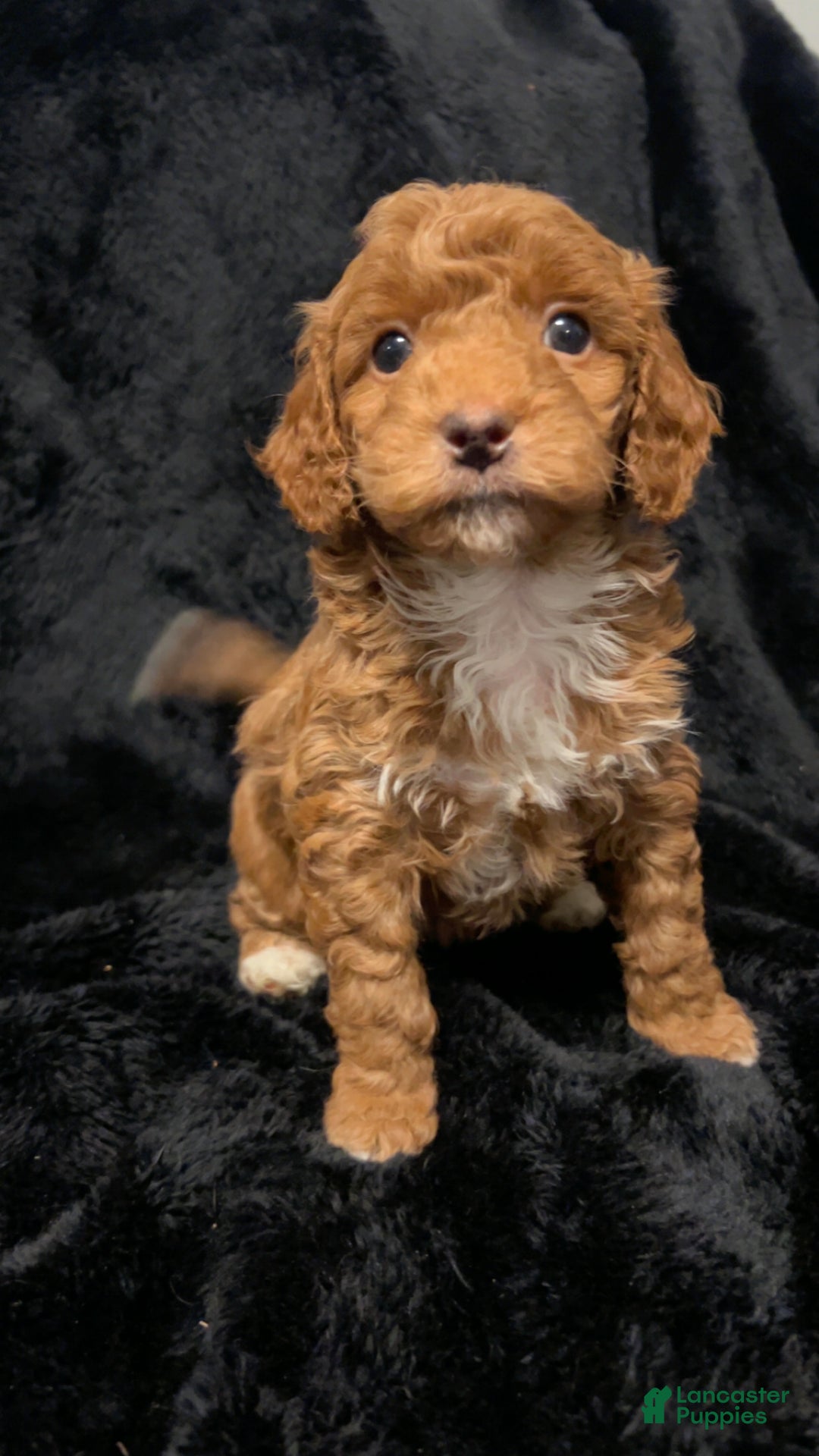 Mini Goldendoodle dogs for sale: Ms Grits - Ad 7