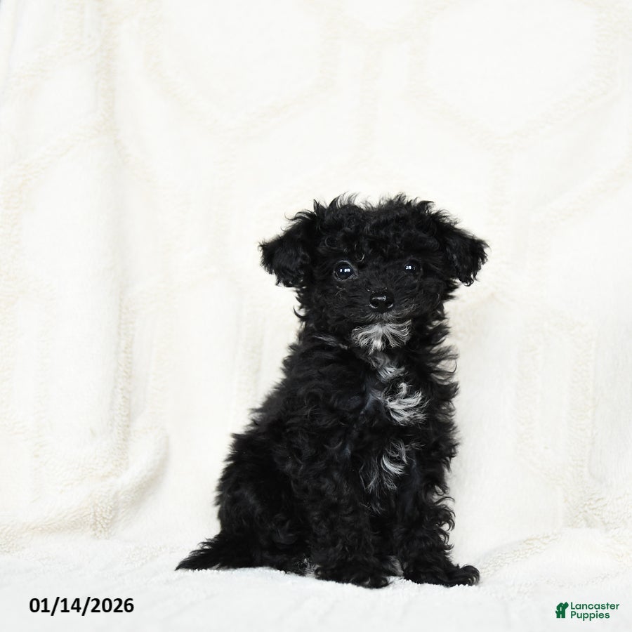 Miniature Poodle dogs Ash   - Ad 20