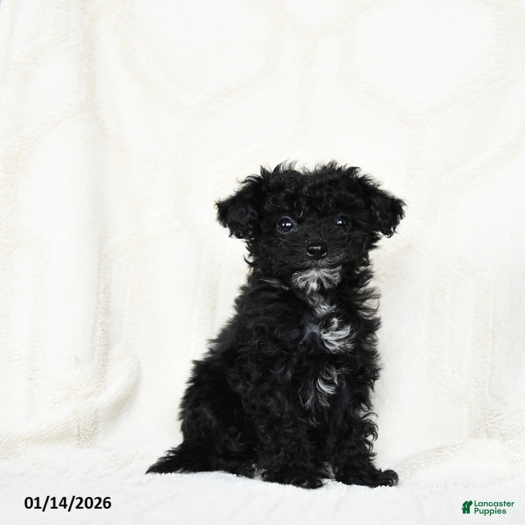 Miniature Poodle dogs for sale: Ash   - Ad 1