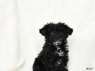 Miniature Poodle dogs Ash - Ad 15