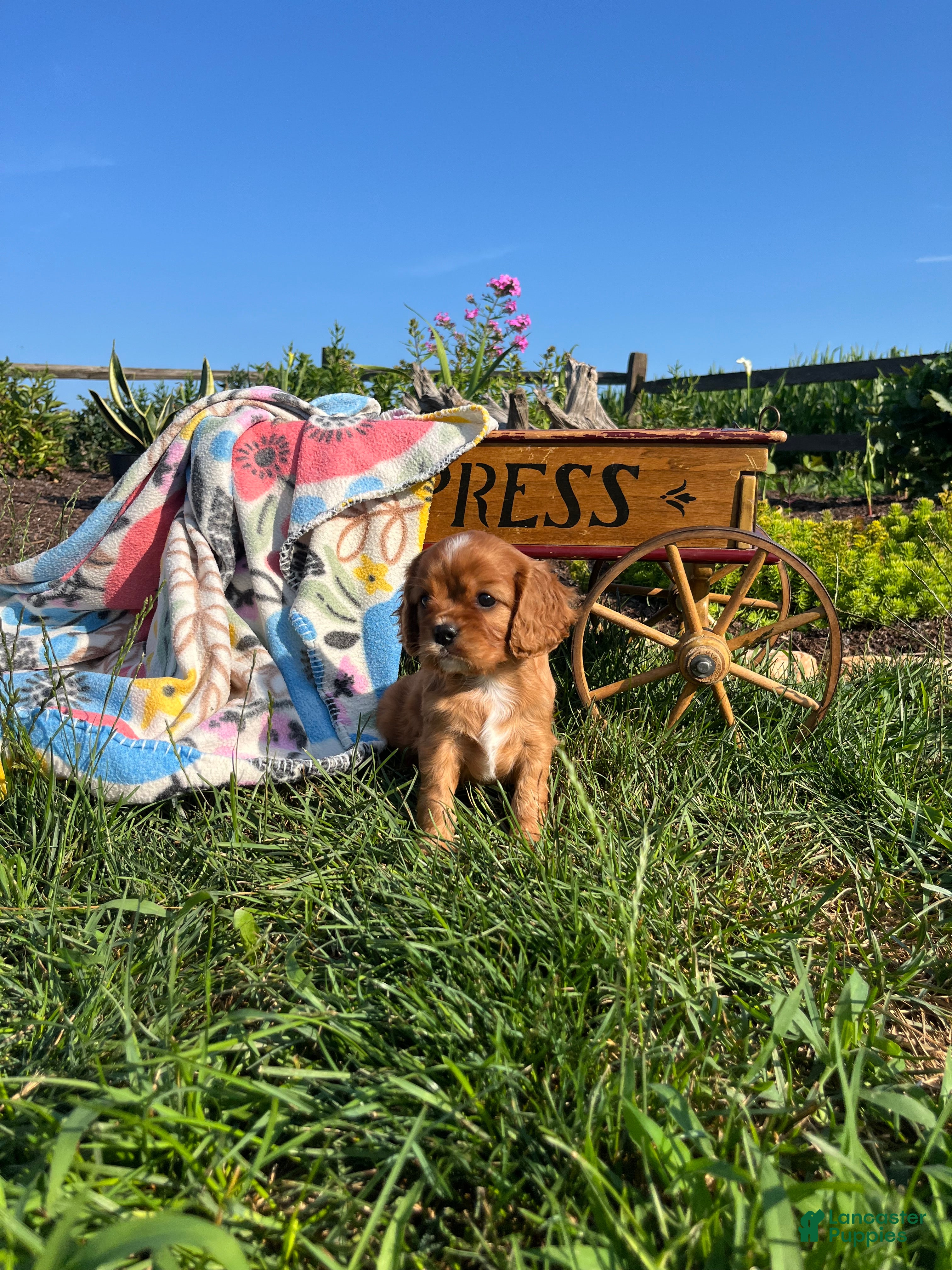 Cavalier King Charles Spaniel dogs Sweet Lilly❤️AKC Momma Heart Tested - Ad 2