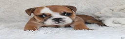 English Bulldog dogs for sale: AKC Otis - Ad 6