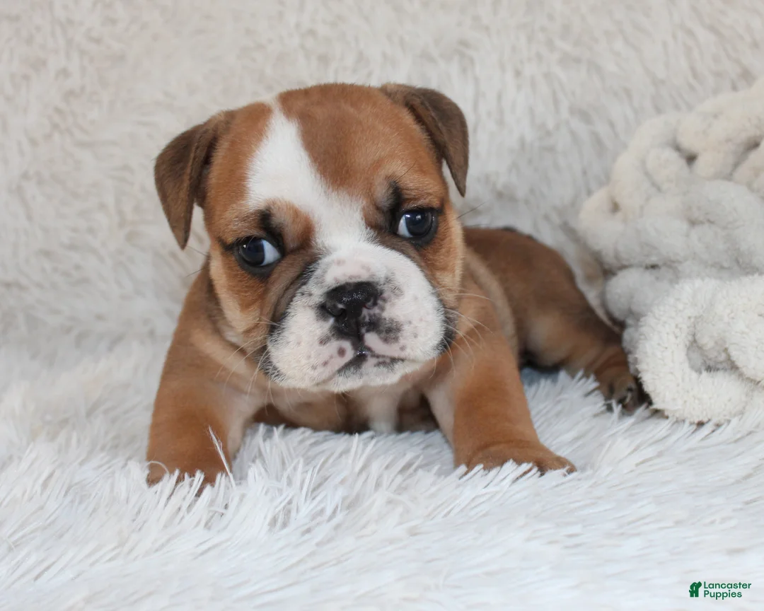English Bulldog dogs for sale: AKC Otis - Ad 6