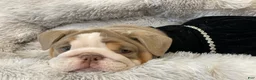 English Bulldog dogs for sale: Aurora - Ad 6