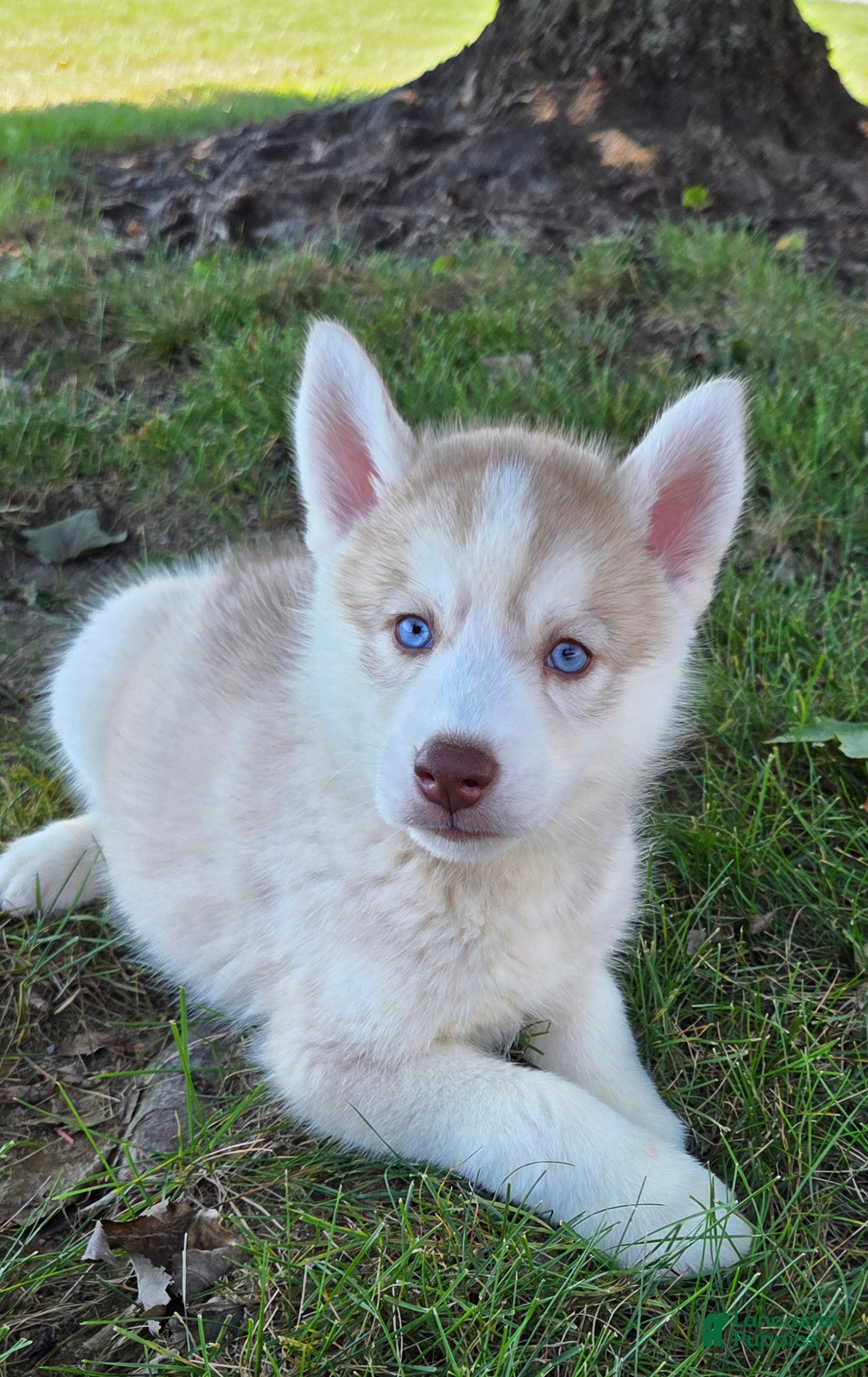 Siberian Husky dogs Galaxy - Ad 2