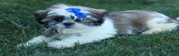 Shih Tzu dogs for sale: MILO - Ad 6