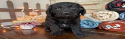 Mixed Breed dogs for sale: O’Henry (Boy) - Ad 2