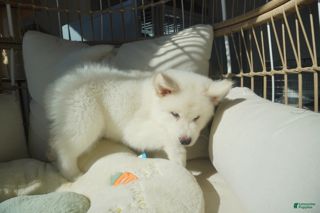 Alaskan Malamute dogs for sale: Coconut - Ad 7