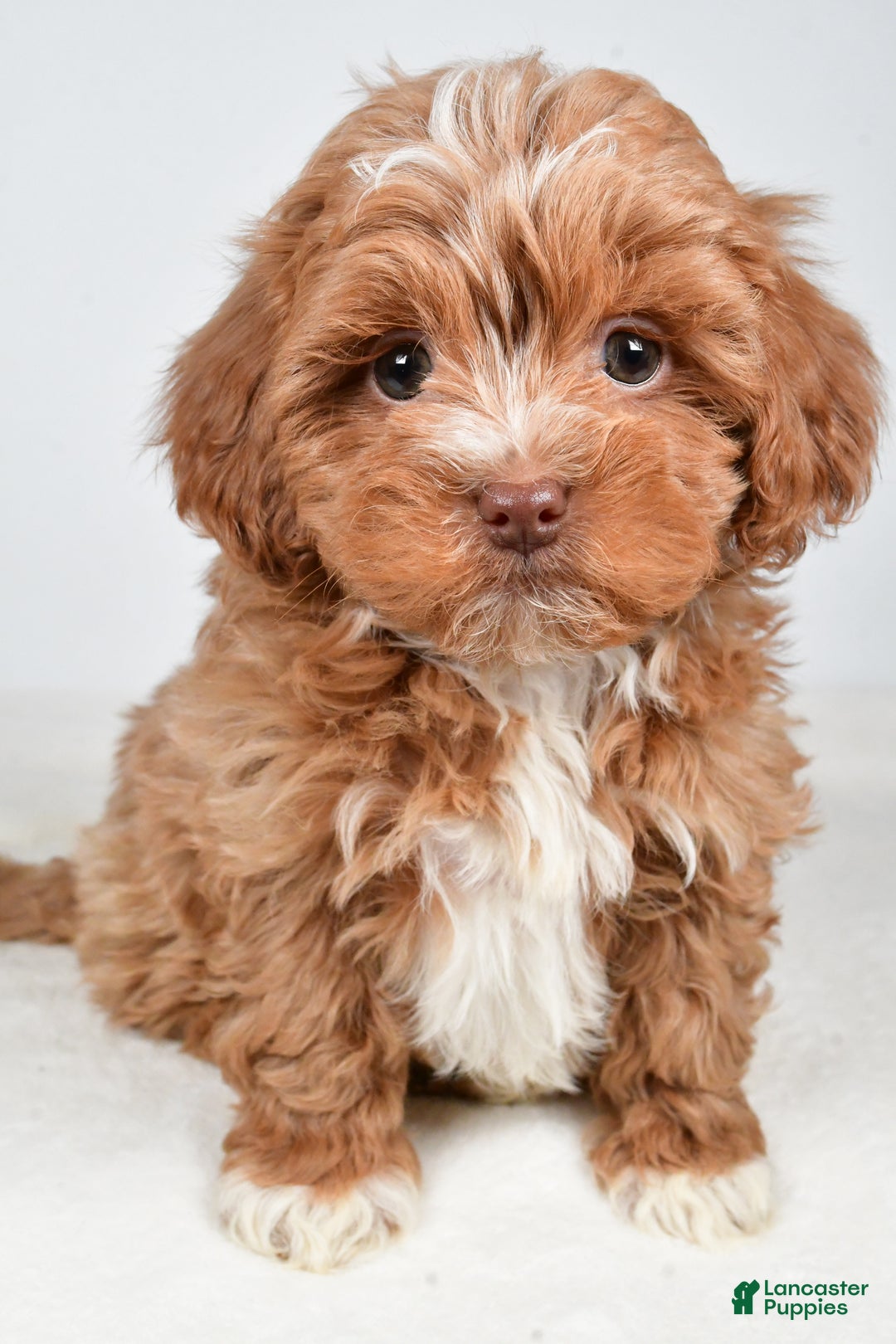 Shihpoo dogs for sale: Jackson - Ad 6