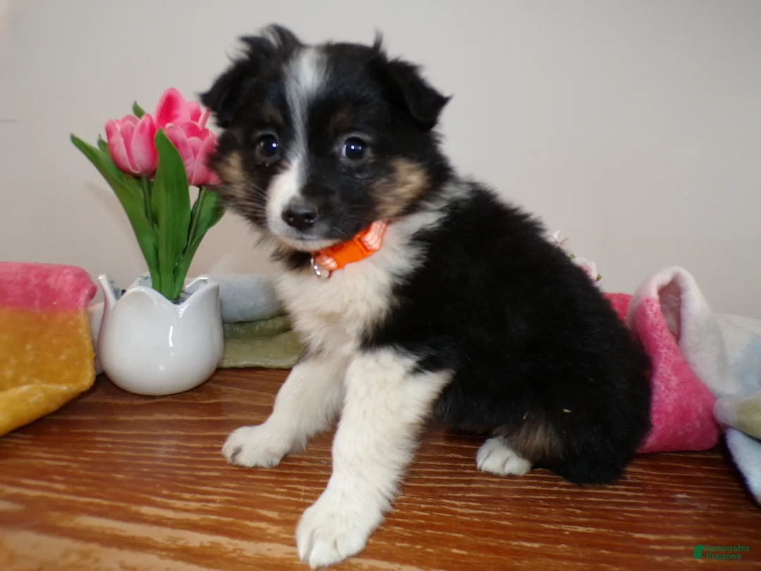 Mini Aussiedoodle dogs for sale: Mini Aussiedoodle Puppy 2 Jasmine - Ad 1