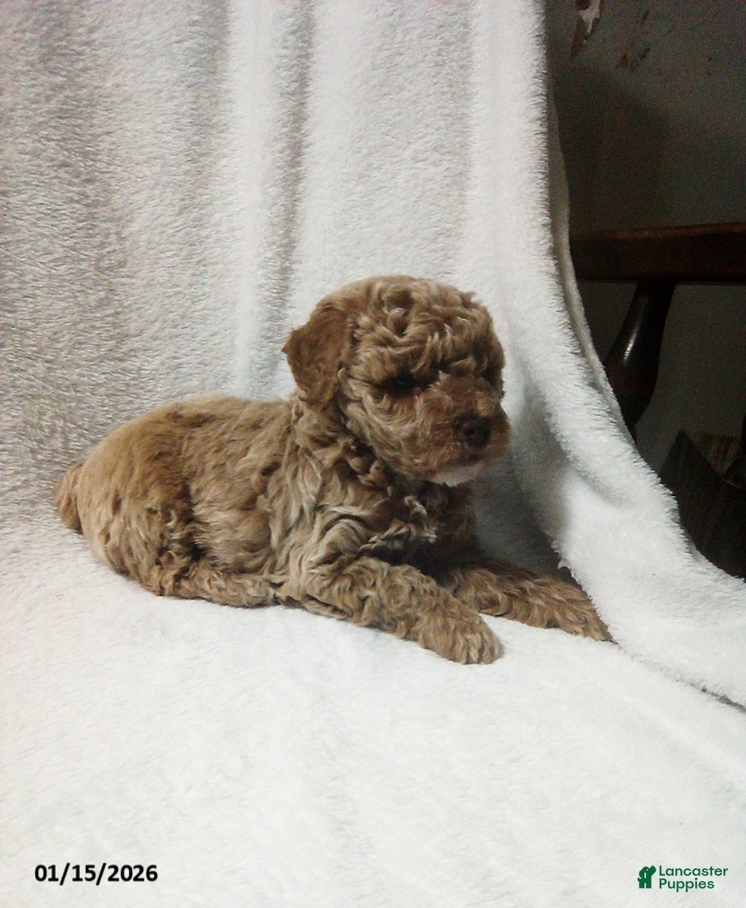 Toy Poodle dogs for sale: Elmo - Ad 5