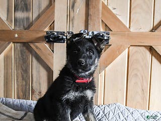 German Shepherd dogs Melody - Ad 15