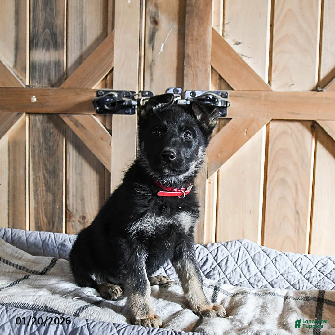 German Shepherd dogs for sale: Melody - Ad 1