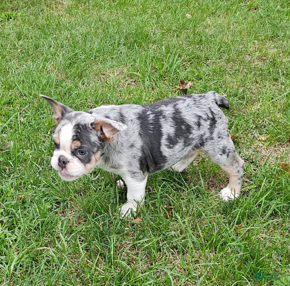 Mixed Breed dogs Mini Blue Bulldog - Ad 2