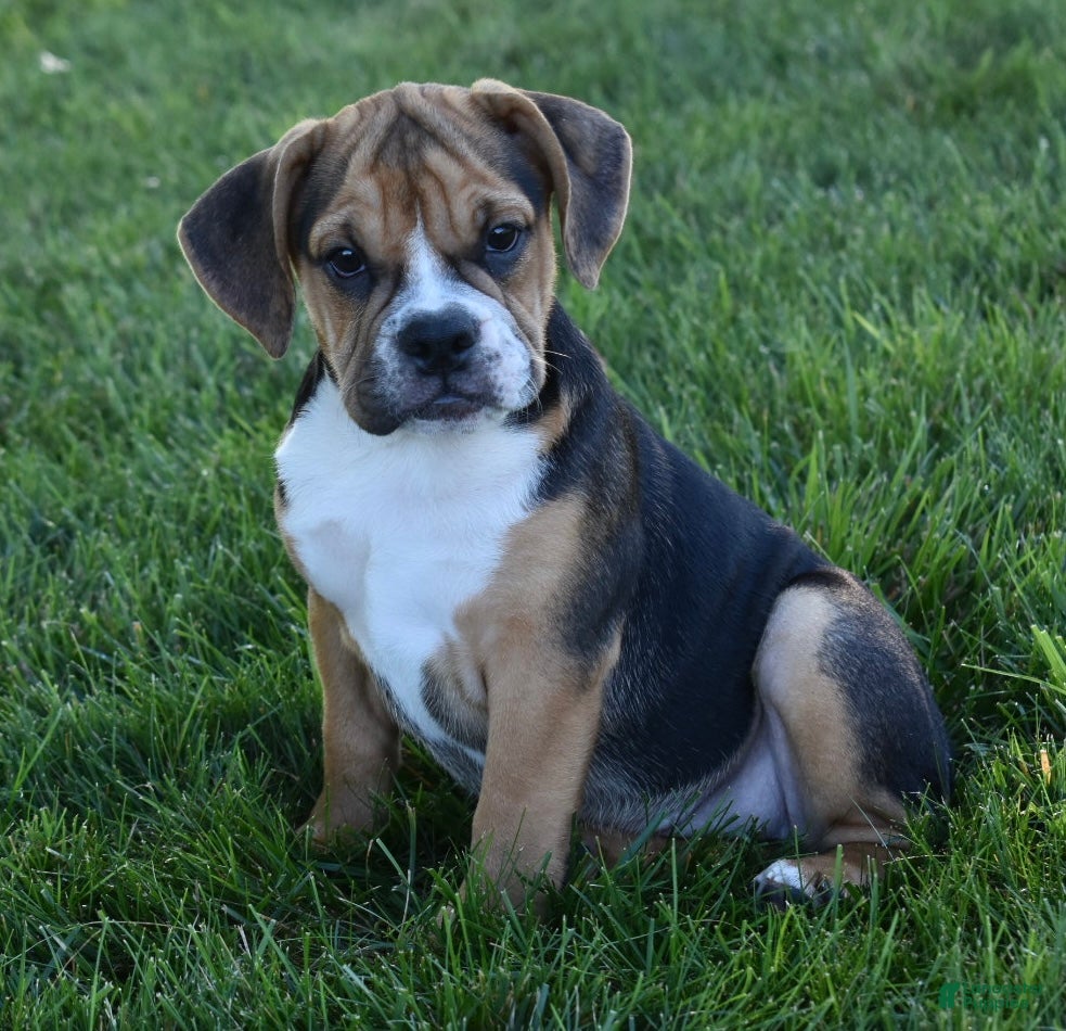 Beabull dogs Marley  - Ad 2