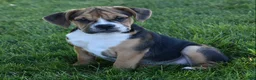 Beabull dogs for sale: Marley  - Ad 2