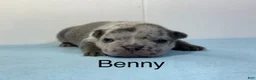 French Bulldog dogs for sale: Benny - Ad 5