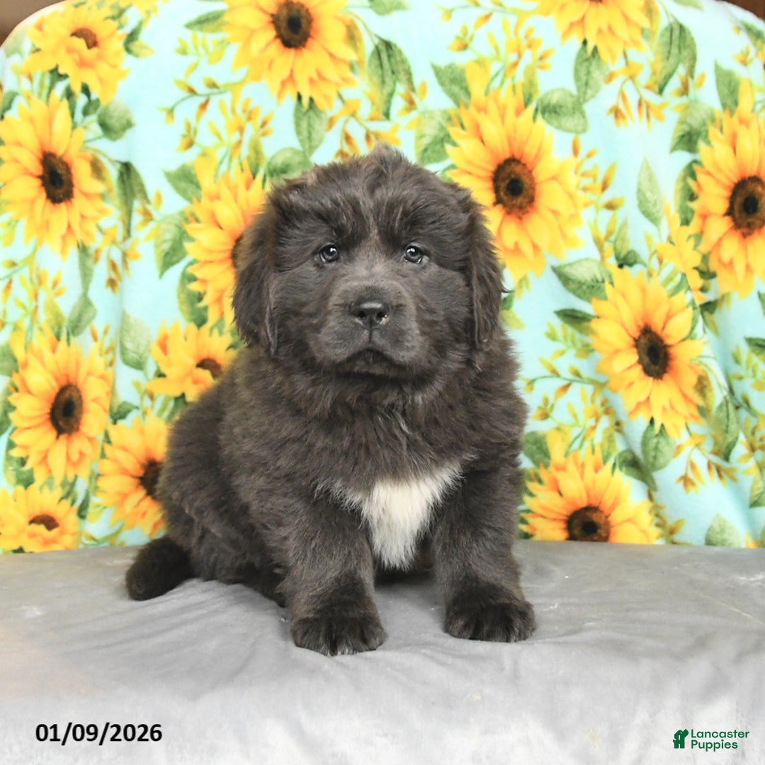 Newfoundland dogs for sale: Rolo - Ad 2