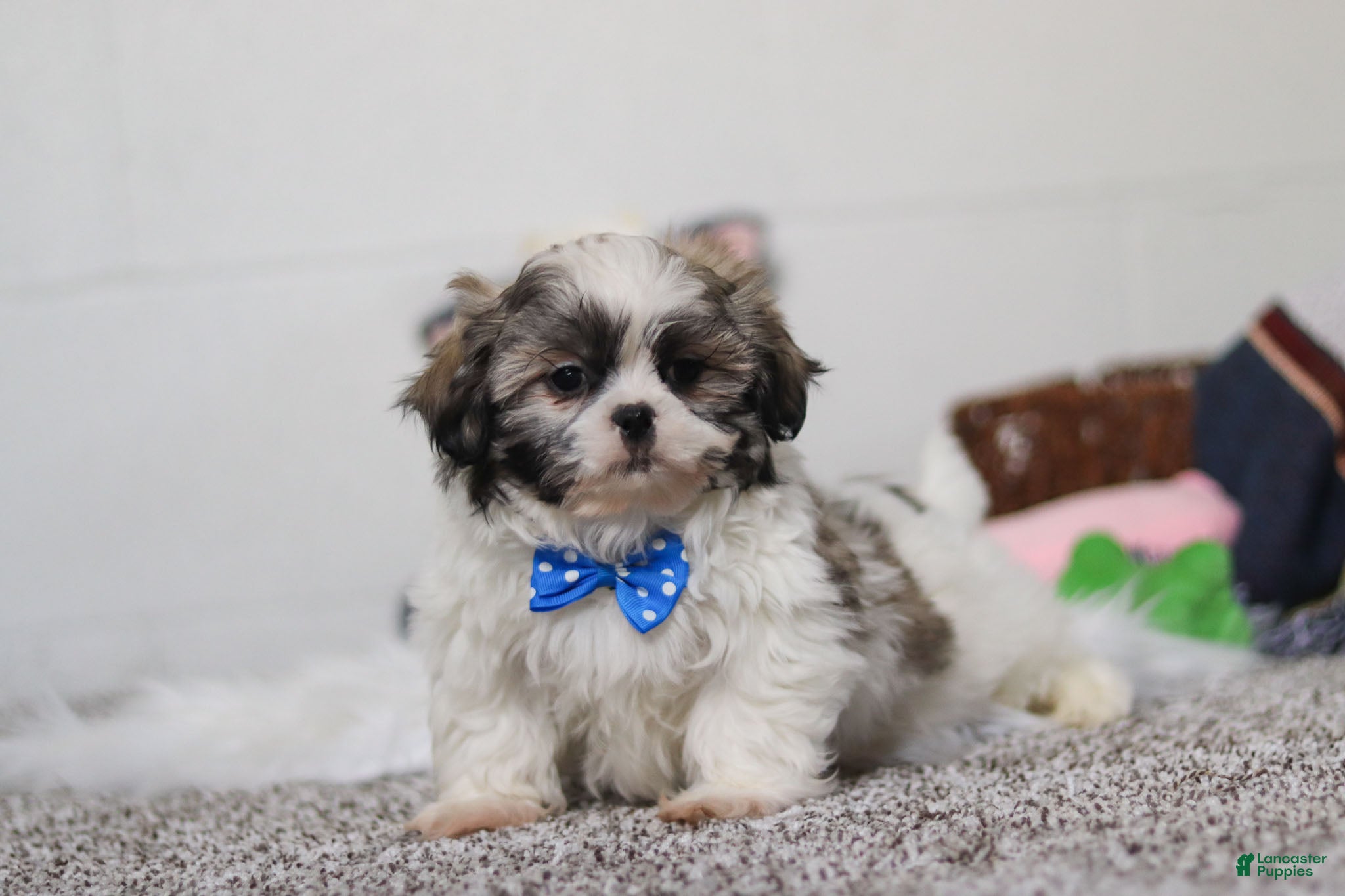 Shih Tzu dogs Clark - Ad 37