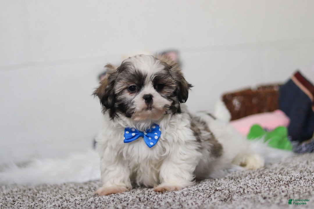Shih Tzu dogs for sale: Clark - Ad 1