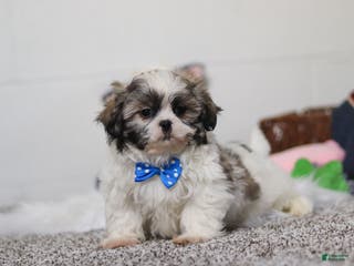 Shih Tzu dogs Clark - Ad 37