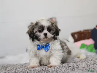 Shih Tzu dogs Clark - Ad 41