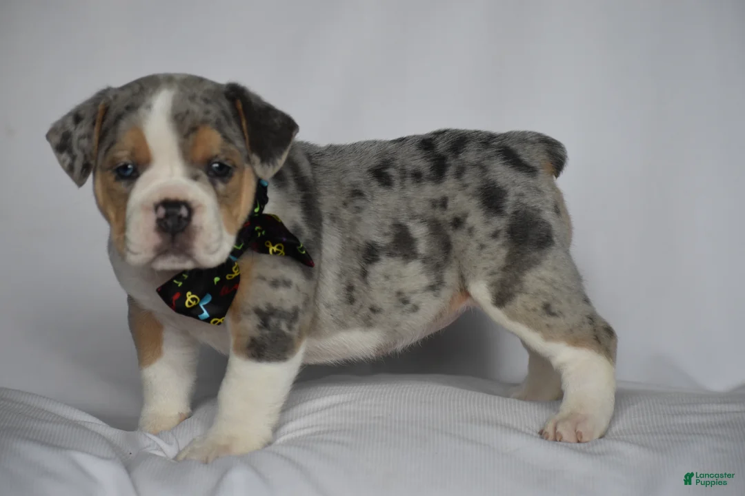 Beabull dogs for sale: Opal - Ad 1