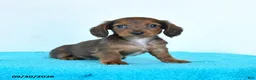 Miniature Dachshund dogs for sale: Cricket - Ad 3