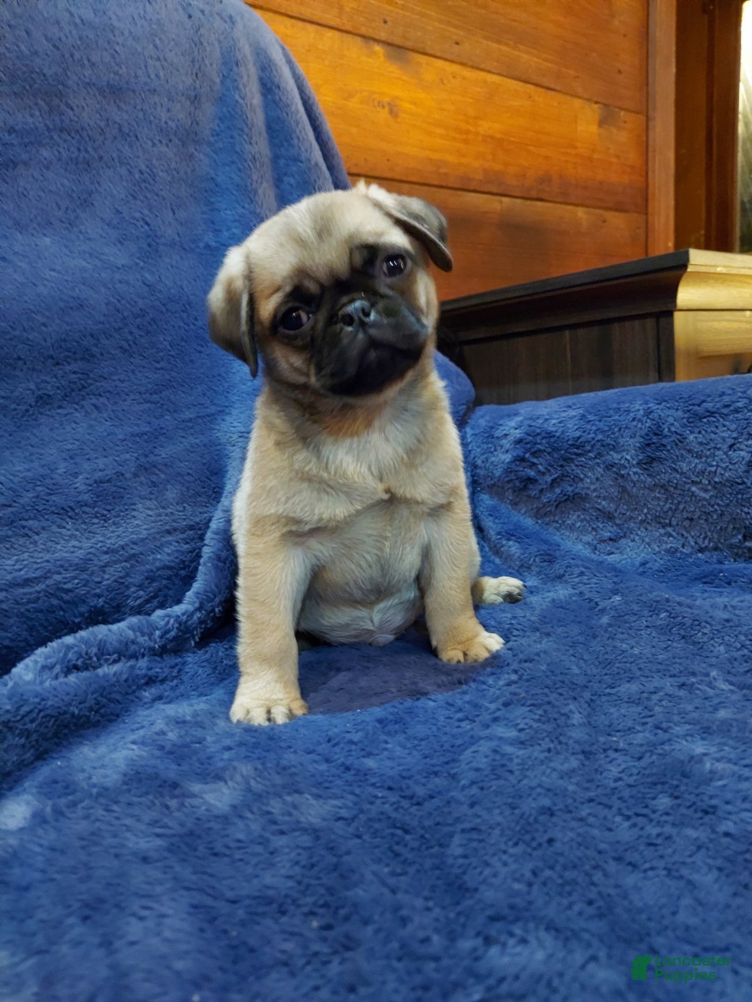 Pug dogs for sale: BILLY - Ad 2