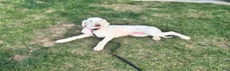 Goldendoodle dogs for sale: "Lilly" Goldendoodle 2 - Ad 6