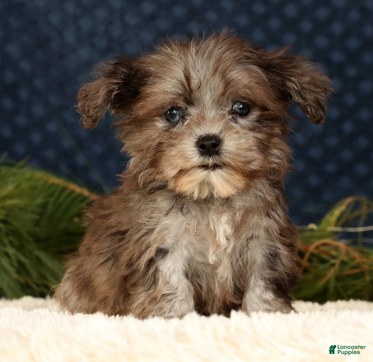 Havapoo dogs Parker - Ad 2