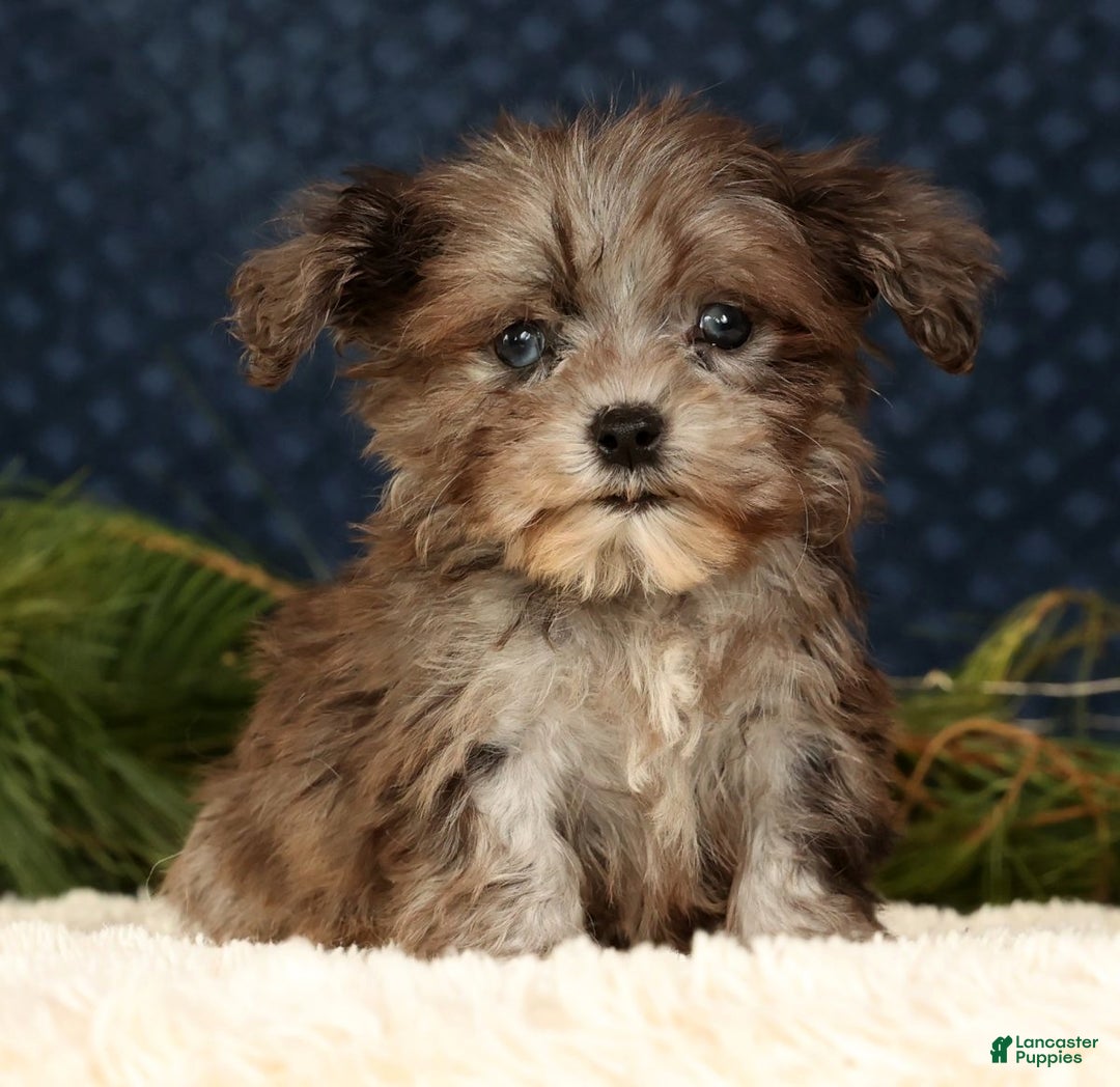 Havapoo dogs for sale: Parker - Ad 2