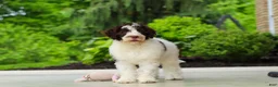 Portuguese Water Dog dogs for sale: Lindsey - Ad 8