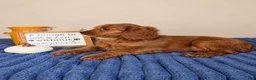Cavapoo dogs for sale: Jerry - Ad 6