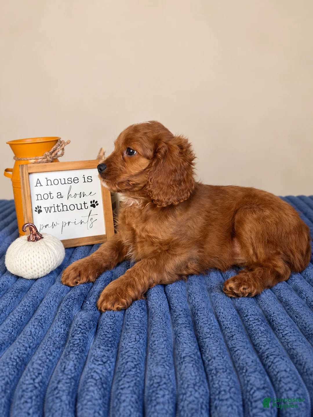 Cavapoo dogs for sale: Jerry - Ad 6