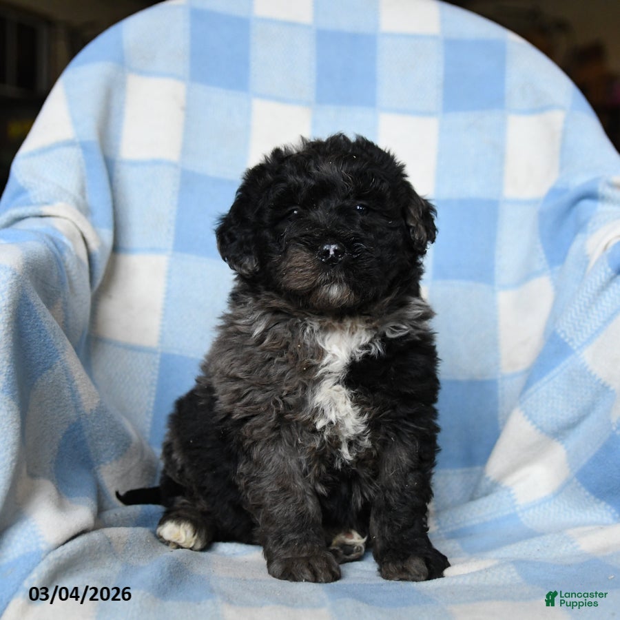 Bernedoodle dogs Lilah - Ad 2