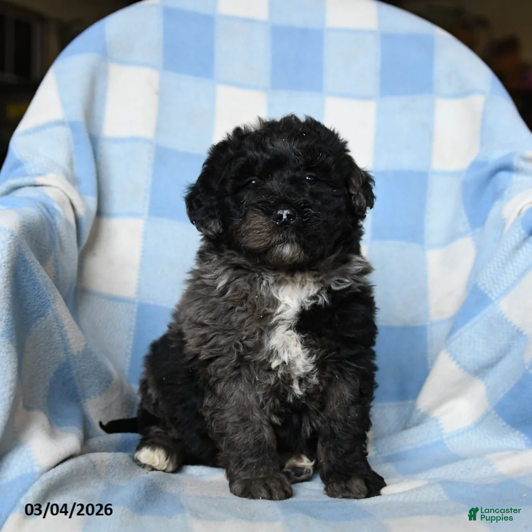 Bernedoodle dogs for sale: Lilah - Ad 2