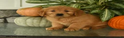 Labrador Retriever dogs for sale: Fay - Ad 3