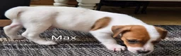Jack Russell Terrier dogs for sale: Max - Ad 3