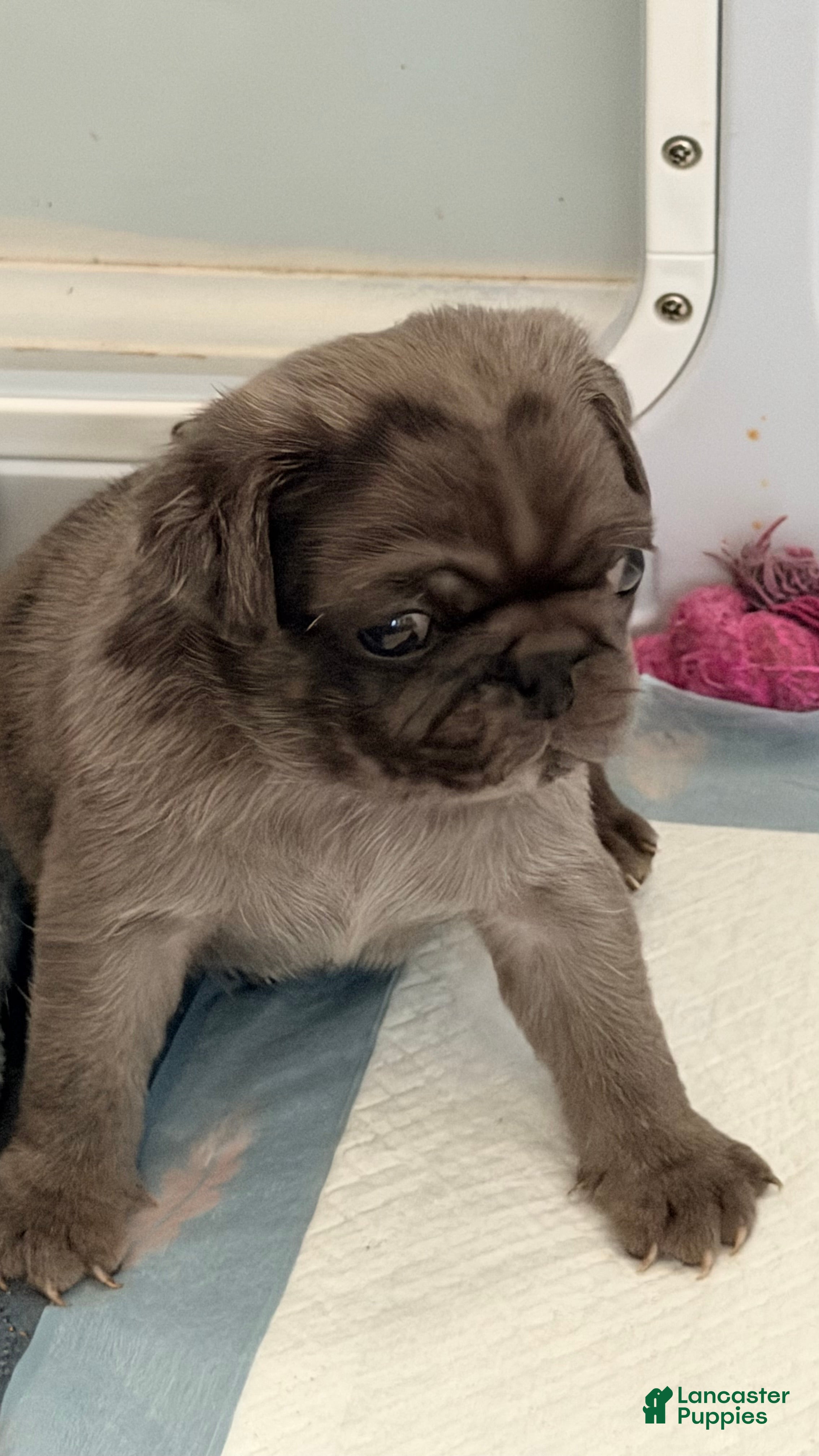 Pug dogs Cappuccino - Ad 2
