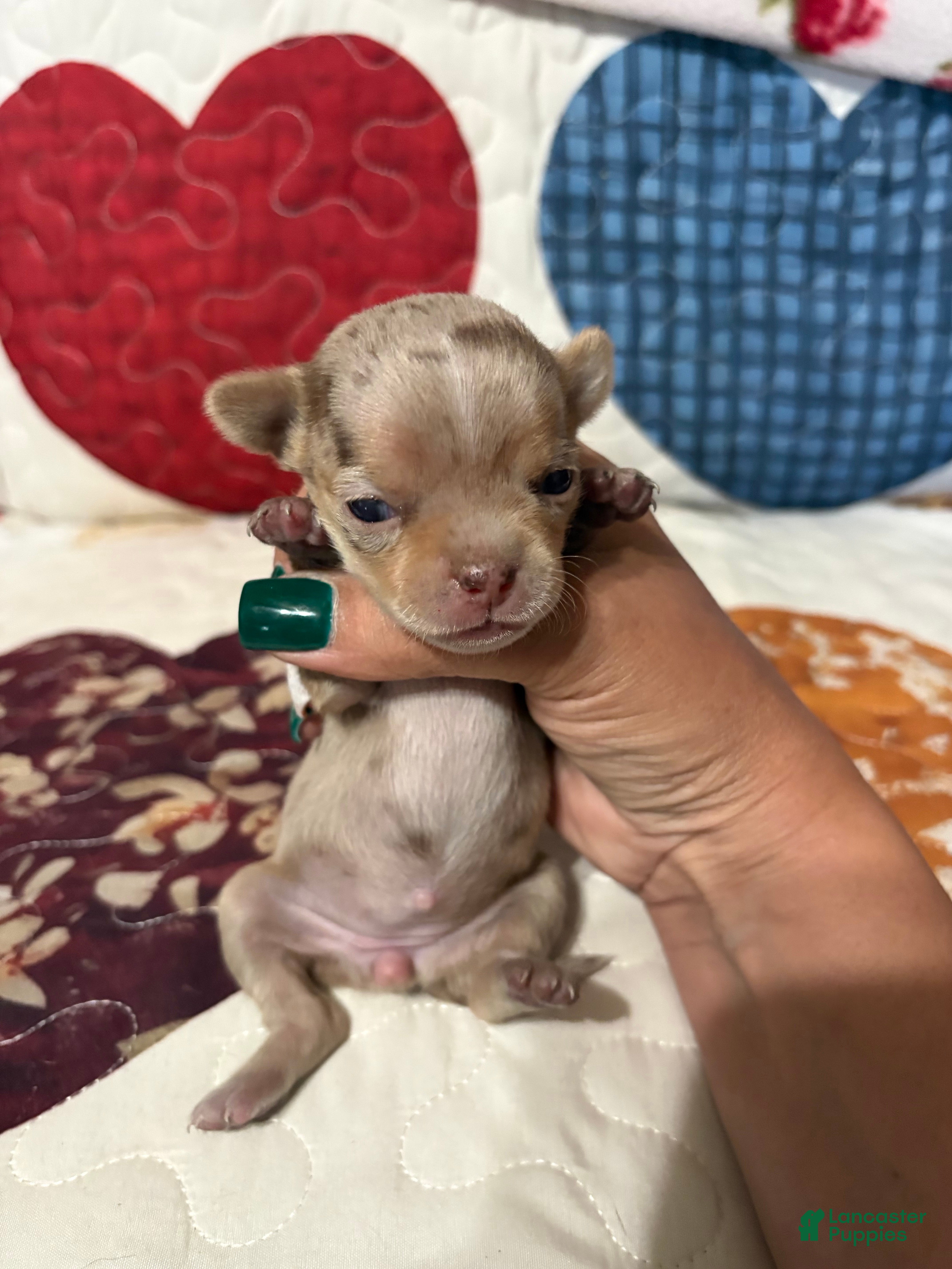 Chihuahua dogs Coco Chanel  - Ad 1