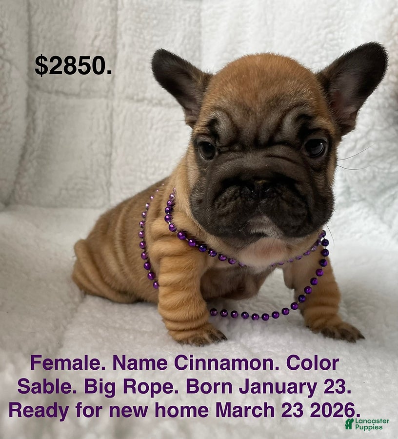 French Bulldog dogs Cinnamon - Ad 1