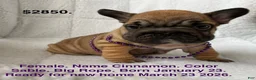 French Bulldog dogs for sale: Cinnamon - Ad 1