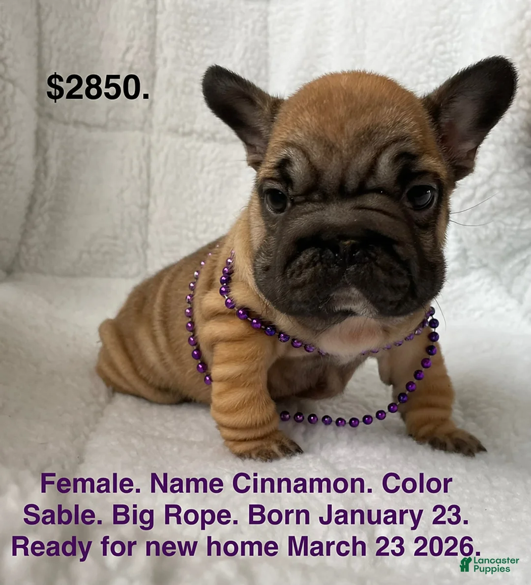 French Bulldog dogs for sale: Cinnamon - Ad 1