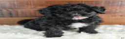 Bernedoodle dogs for sale: Coffey - Ad 1