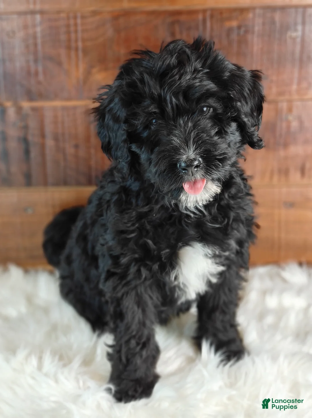 Bernedoodle dogs for sale: Coffey - Ad 1