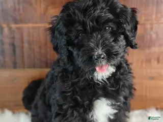 Bernedoodle dogs for sale: Coffey - Ad 2